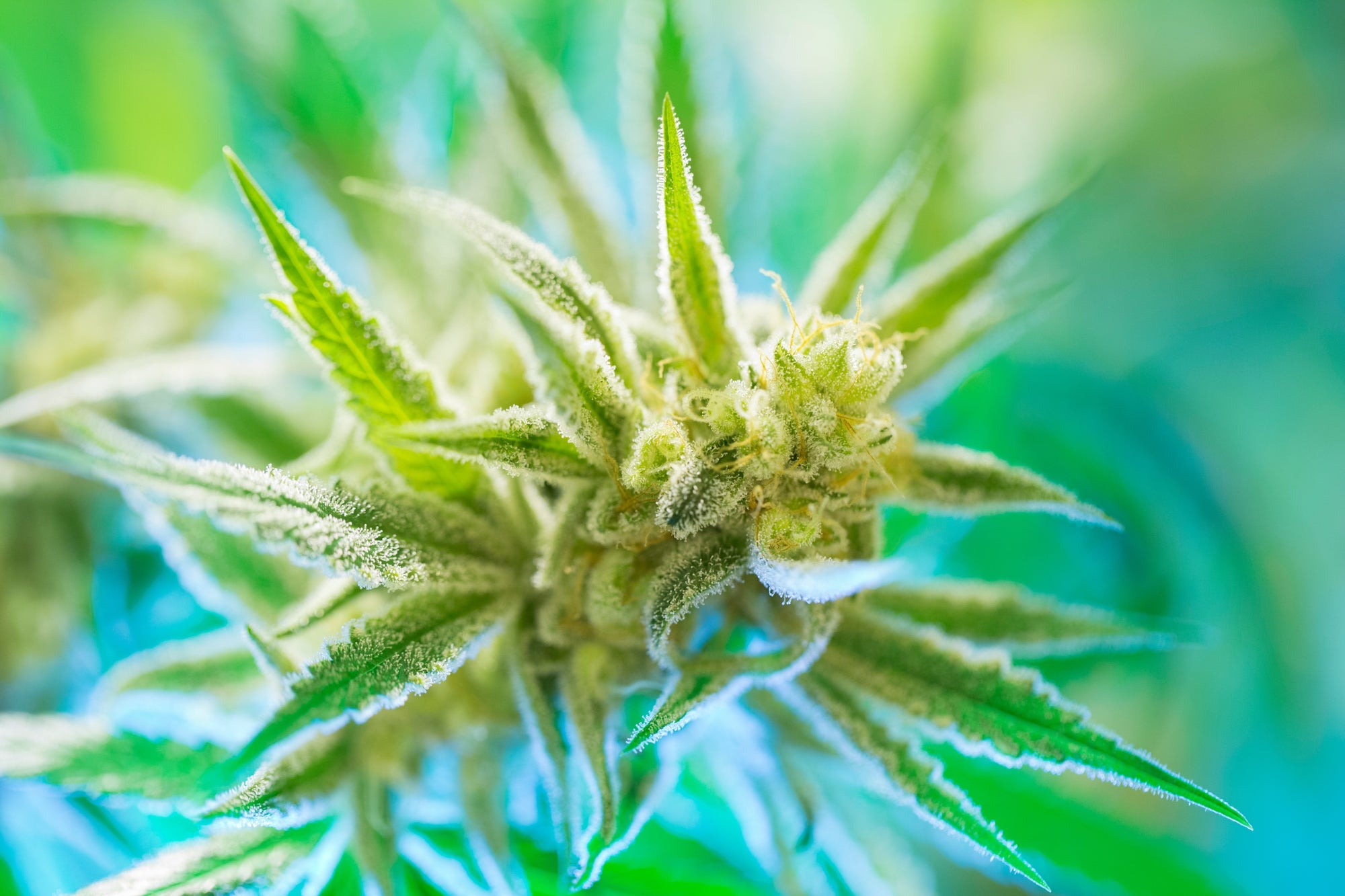 Kaya Seeds — Von Herzen gut