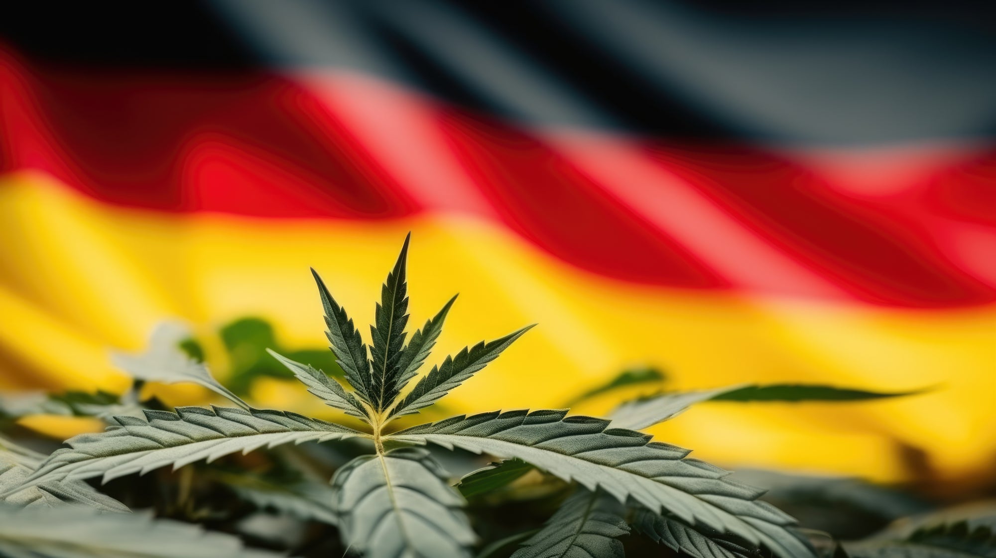 Hochwertige Cannabis-Blüte aus deutschem Anbau