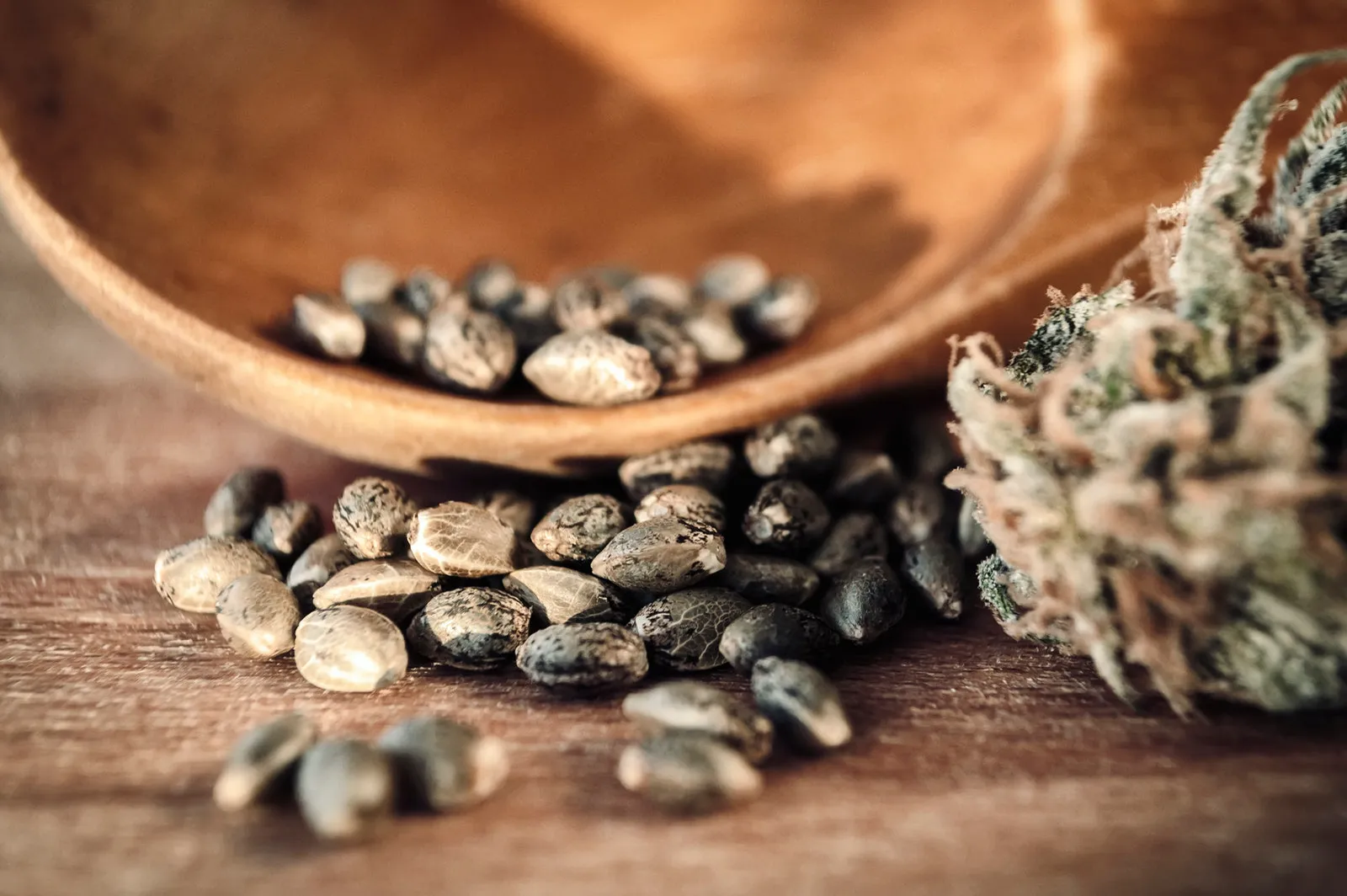 Feminisierte Cannabis-Samen in einem Holzlöffel neben einer Blüte