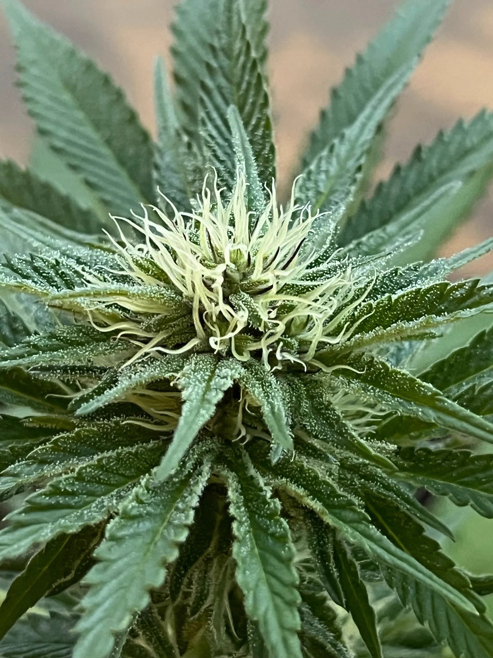 Detailaufnahme einer harzigen, weiblichen Cannabis-Blüte