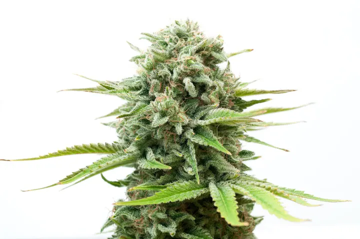 Cannabis-Pflanze in der Blüte